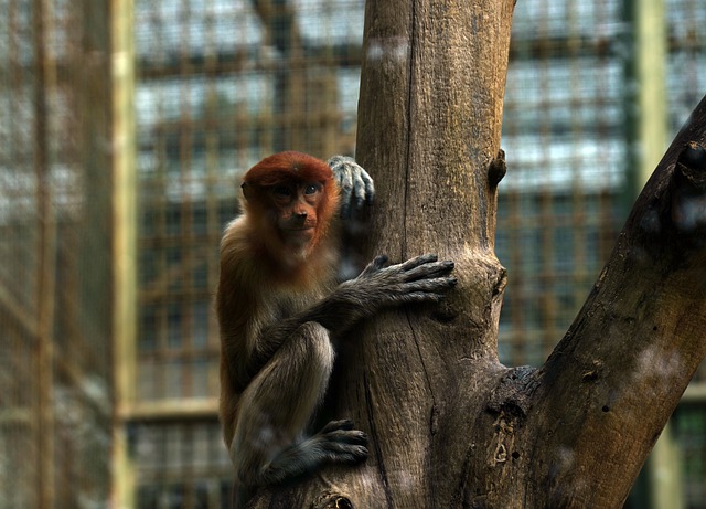 Free download monkey ape primate free picture to be edited with GIMP free online image editor