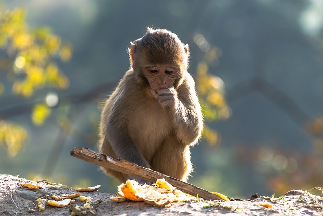 Free download monkey ape primate baby cute free picture to be edited with GIMP free online image editor