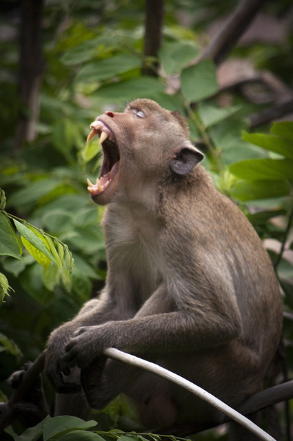 Скачать бесплатно зубы обезьяны обезьяны примата бесплатное изображение для редактирования с помощью бесплатного онлайн-редактора изображений GIMP