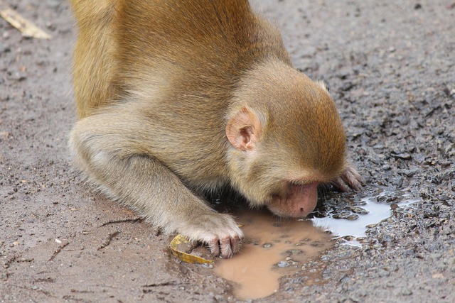 Free download monkey ape primate puddle water free picture to be edited with GIMP free online image editor