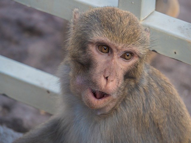Free download monkey ape primate violent animal free picture to be edited with GIMP free online image editor