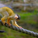 Monkey ape rope animal  screen for extension Chrome web store in OffiDocs Chromium