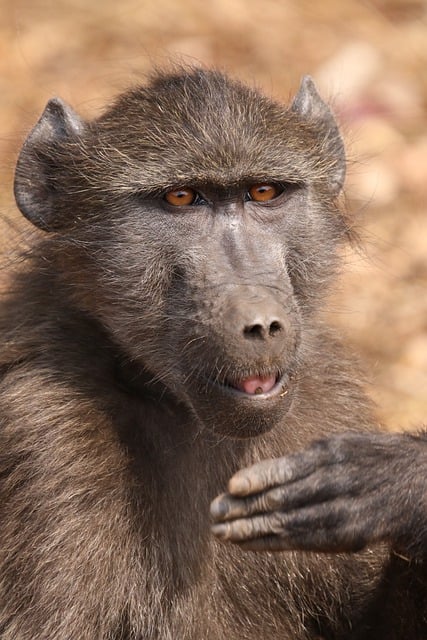Free download monkey baboon chacma baboon free picture to be edited with GIMP free online image editor