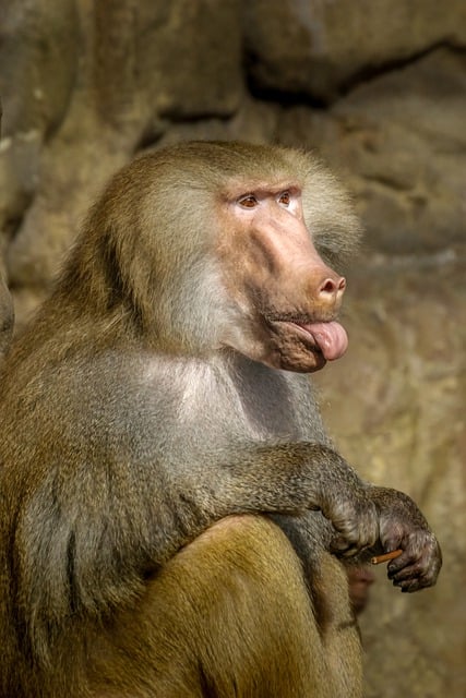 Бесплатно загрузите обезьяну, павиана, язык примата, бесплатную картинку для редактирования в GIMP, бесплатный онлайн-редактор изображений