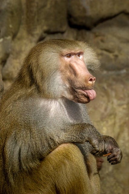 Free download monkey baboon primate tongue free picture to be edited with GIMP free online image editor