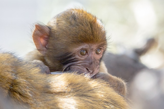 Descarga gratuita mono bebé barbary mono mono imagen gratis para editar con GIMP editor de imágenes en línea gratuito