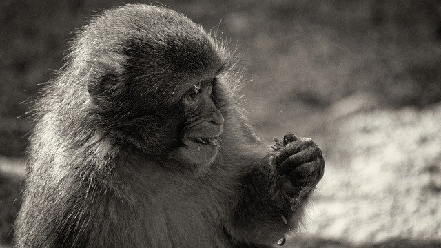 Descărcare gratuită Monkey Black White Primate - fotografie sau imagini gratuite pentru a fi editate cu editorul de imagini online GIMP