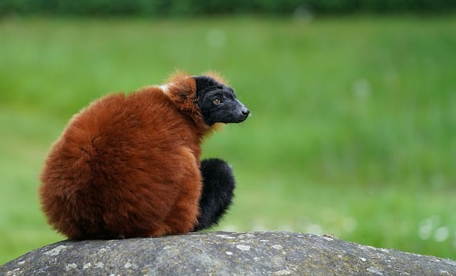 Free download monkey brown primate fauna mammal free picture to be edited with GIMP free online image editor
