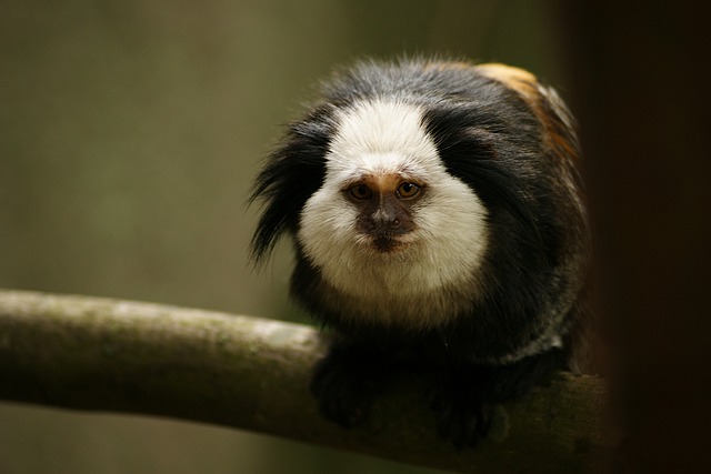 Free download monkey capuchin monkey ape primate free picture to be edited with GIMP free online image editor