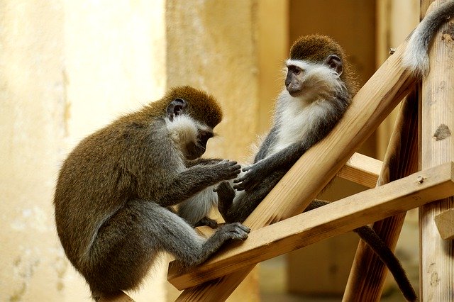 Monkey Care Animal 무료 다운로드 - 무료 사진 또는 김프 온라인 이미지 편집기로 편집할 사진