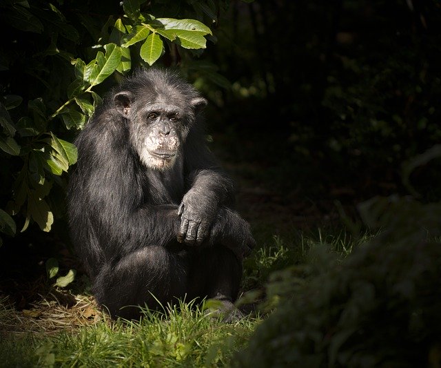 Descărcare gratuită Monkey Chimp Zoo - fotografie sau imagini gratuite pentru a fi editate cu editorul de imagini online GIMP