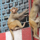 Monkey climbing  screen for extension Chrome web store in OffiDocs Chromium