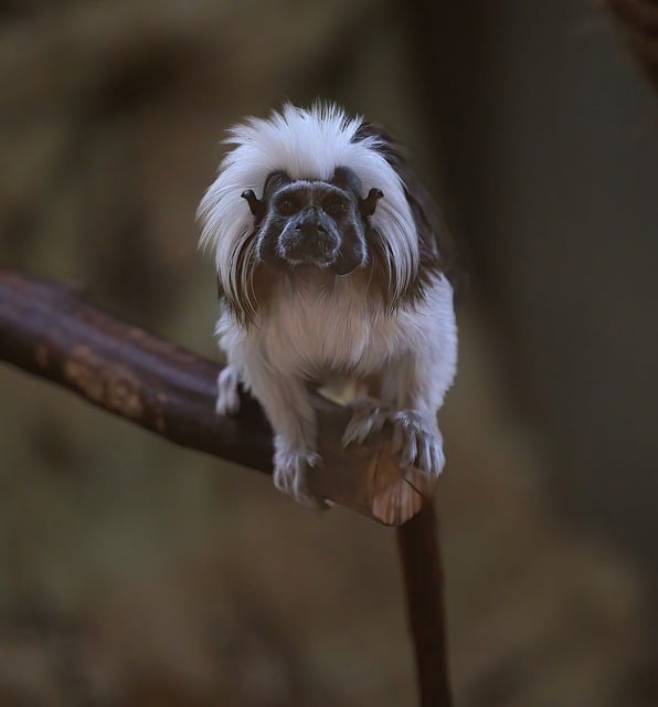 Free download monkey cotton tamarin fur climber free picture to be edited with GIMP free online image editor