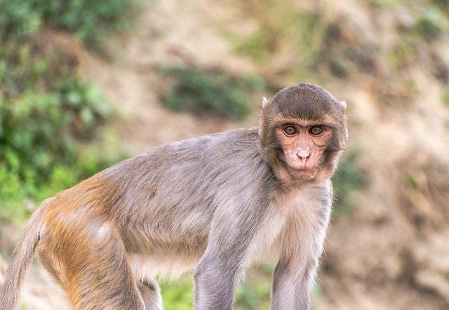Free download monkey eyes primate cute zoo wild free picture to be edited with GIMP free online image editor