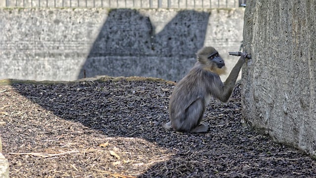Free download monkey faucet thirst water shadow free picture to be edited with GIMP free online image editor