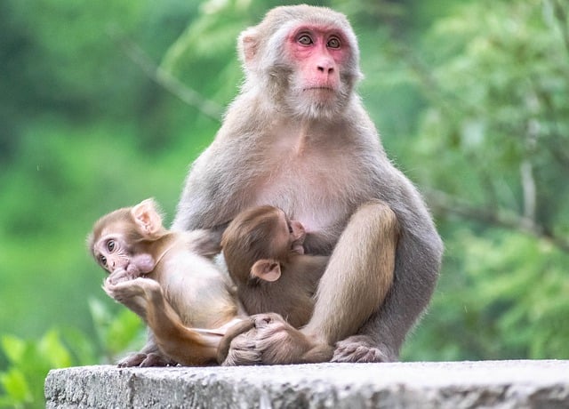 Free download monkey feeding mother baby jungle free picture to be edited with GIMP free online image editor