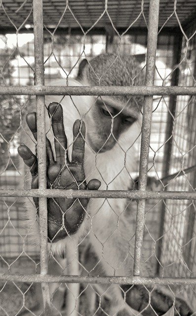 دانلود رایگان Monkey Feelings Sadness - عکس یا تصویر رایگان قابل ویرایش با ویرایشگر تصویر آنلاین GIMP