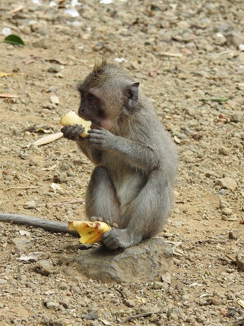 Free download Monkey Äffchen Animal World -  free photo or picture to be edited with GIMP online image editor