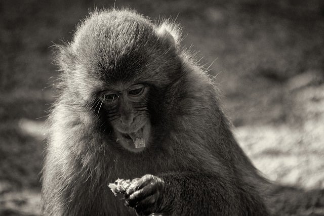 Free download monkey food animals nature free picture to be edited with GIMP free online image editor