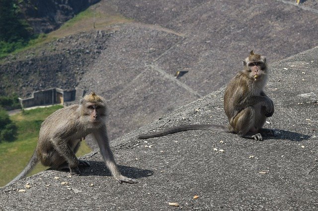Descărcare gratuită Monkey Forest Animals - fotografie sau imagini gratuite pentru a fi editate cu editorul de imagini online GIMP