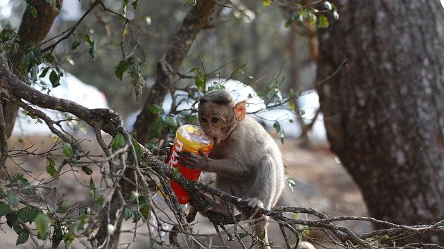 دانلود رایگان میمون جنگل طبیعت - عکس یا تصویر رایگان برای ویرایش با ویرایشگر تصویر آنلاین GIMP