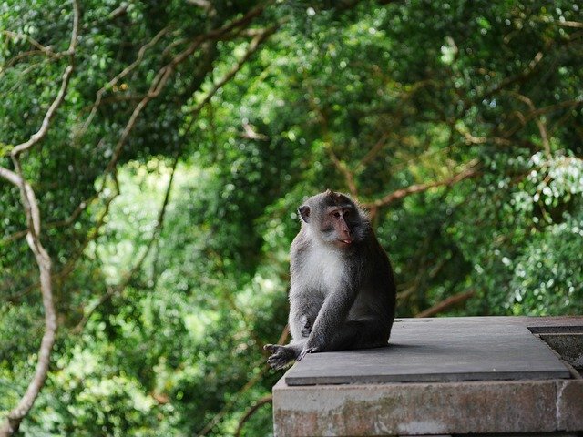 Free picture Monkey Forest Ubud -  to be edited by GIMP free image editor by OffiDocs