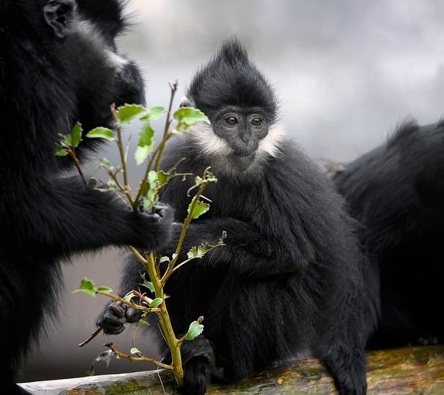 Free download monkey francois langur langur free picture to be edited with GIMP free online image editor