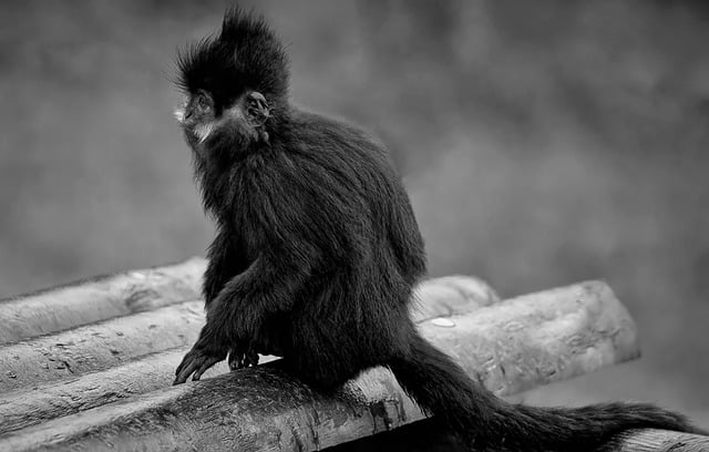Free download monkey francoisleaf monkey free picture to be edited with GIMP free online image editor
