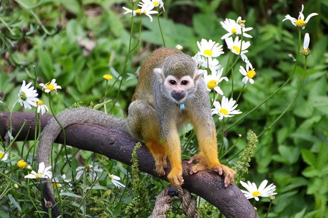 Gratis download Monkey Funny Animal - gratis foto of afbeelding om te bewerken met GIMP online afbeeldingseditor