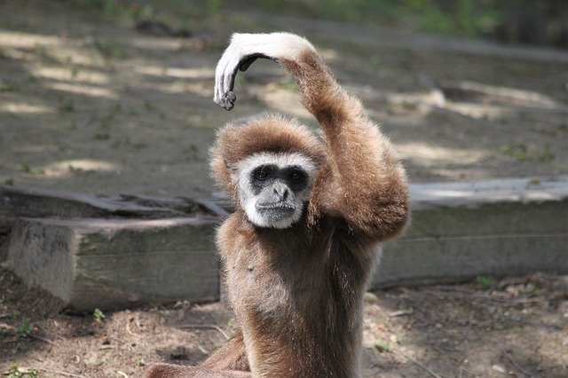 Скачать бесплатно Monkey Fur Animal - бесплатное фото или изображение для редактирования с помощью онлайн-редактора изображений GIMP