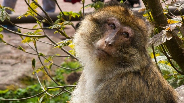Free picture Monkey Fur Nature -  to be edited by GIMP free image editor by OffiDocs