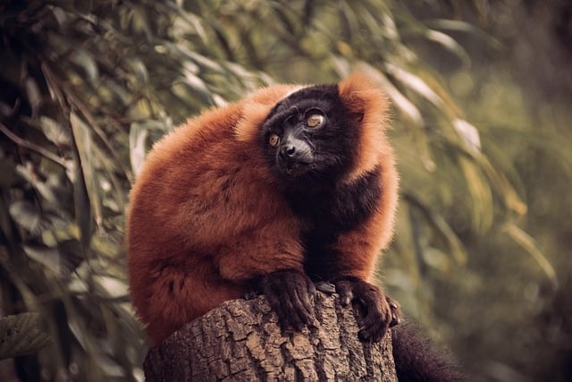 Free download monkey fur trees animal nature free picture to be edited with GIMP free online image editor