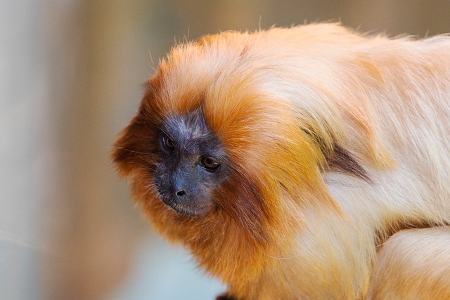 Free download monkey golden lion tamarin primate free picture to be edited with GIMP free online image editor