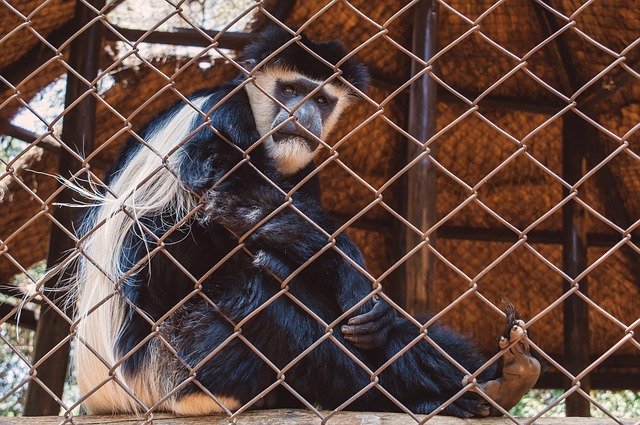 Free download Monkey Gorilla Animal -  free photo or picture to be edited with GIMP online image editor
