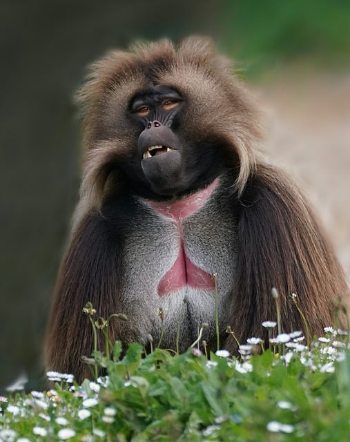 Free download monkey grey heart hairdressing free picture to be edited with GIMP free online image editor