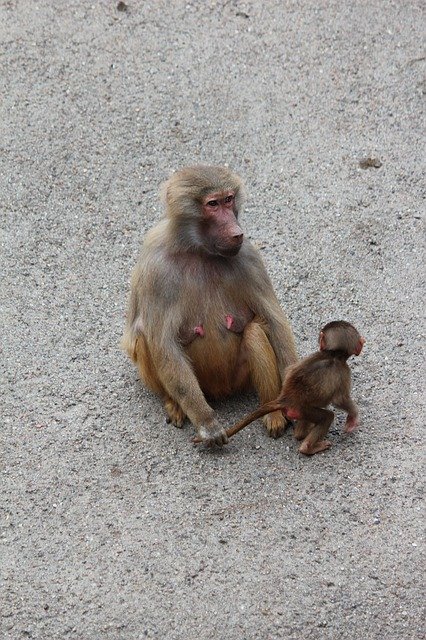 Monkey Hagenbeck Hamburg 무료 다운로드 - 무료 사진 또는 김프 온라인 이미지 편집기로 편집할 사진