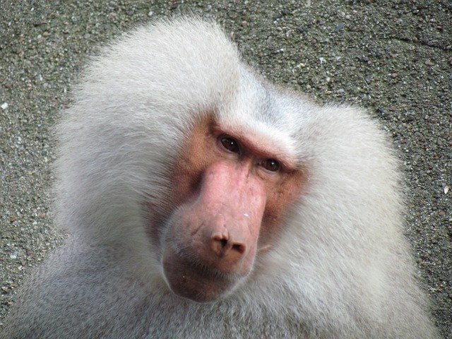 Monyet gambar Gambar Monyet