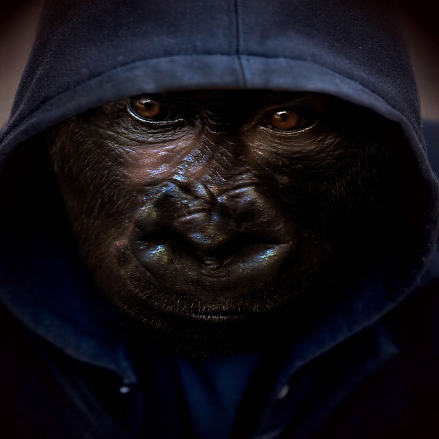 دانلود رایگان قالب عکس رایگان پس زمینه Monkey Hoodie برای ویرایش با ویرایشگر تصویر آنلاین GIMP