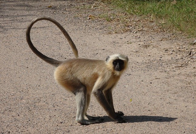 Безкоштовно завантажте Monkey Langur Animal Grey - безкоштовну фотографію або зображення для редагування за допомогою онлайн-редактора зображень GIMP