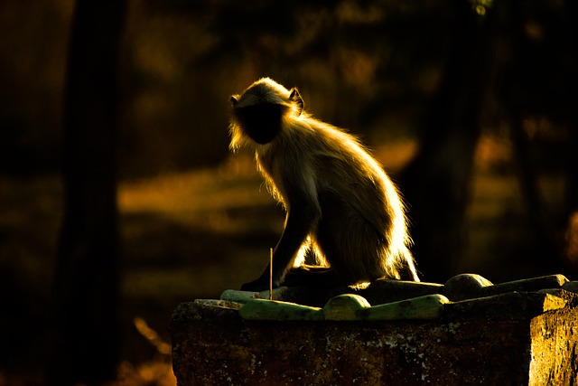 Free download monkey langur ape primate free picture to be edited with GIMP free online image editor