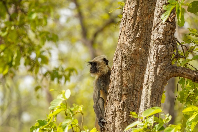 Free download monkey langur tree forest woods free picture to be edited with GIMP free online image editor
