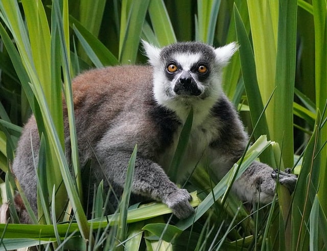 Free download monkey lemur maki catta look free picture to be edited with GIMP free online image editor