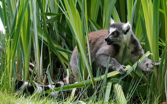 Free download monkey lemur maki catta primate free picture to be edited with GIMP free online image editor