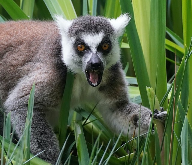 Free download monkey lemur maki catta shout free picture to be edited with GIMP free online image editor