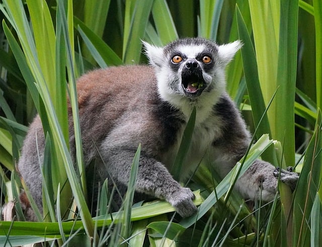Free download monkey lemur maki catta shout look free picture to be edited with GIMP free online image editor