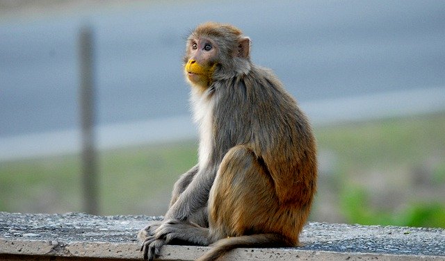 Descarga gratuita Monkey Macaque Animal - foto o imagen gratuita para editar con el editor de imágenes en línea GIMP