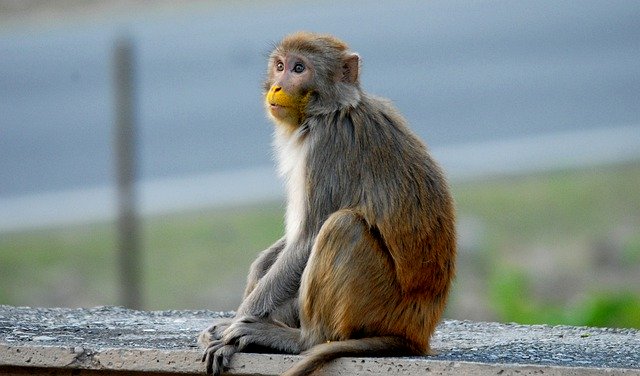 Free download Monkey Macaque Animal -  free photo or picture to be edited with GIMP online image editor