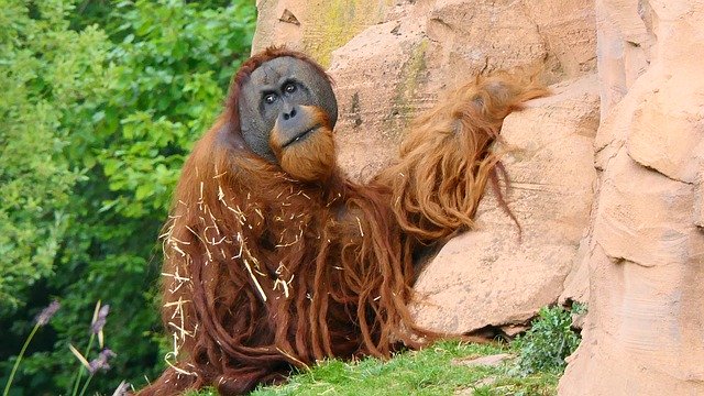 Free download Monkey Mammal Orang-Outang Animal -  free photo or picture to be edited with GIMP online image editor