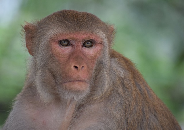 Free download monkey mammal primate ape thinking free picture to be edited with GIMP free online image editor