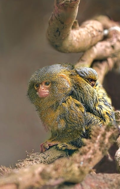 Free download monkey marmoset mom baby portrait free picture to be edited with GIMP free online image editor